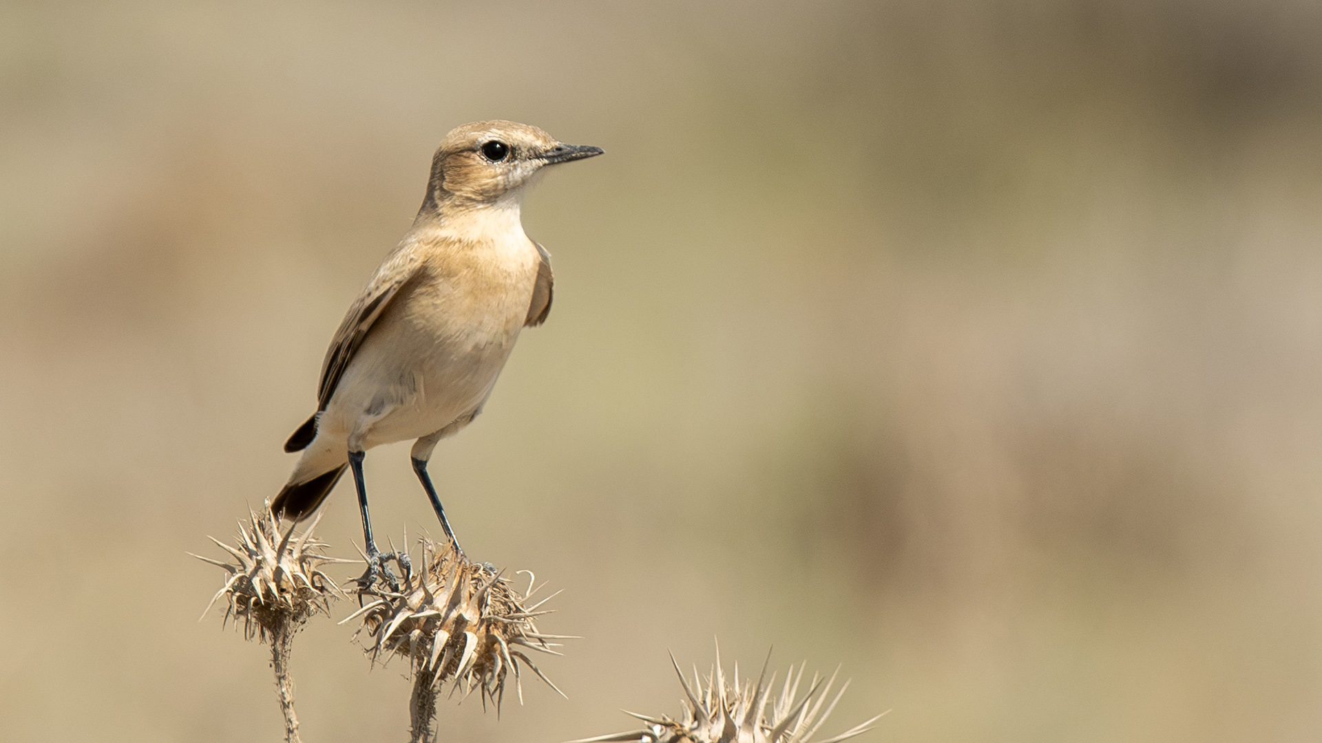 Isabelline Wheatear